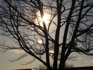 Winter sun seen through maple tree