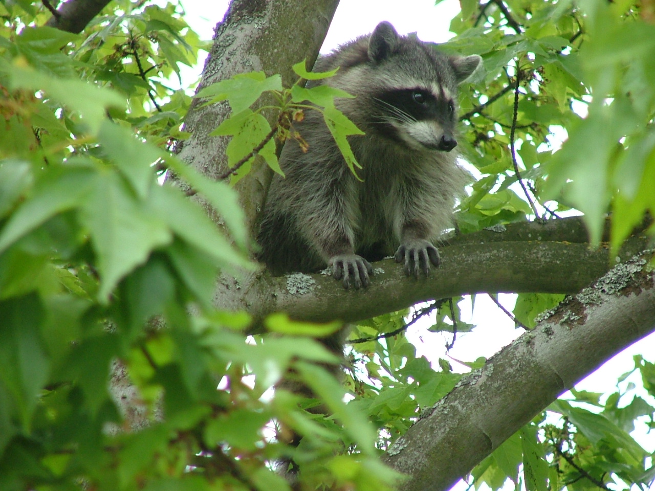 scared racoon in maple next to Cafe Rozella